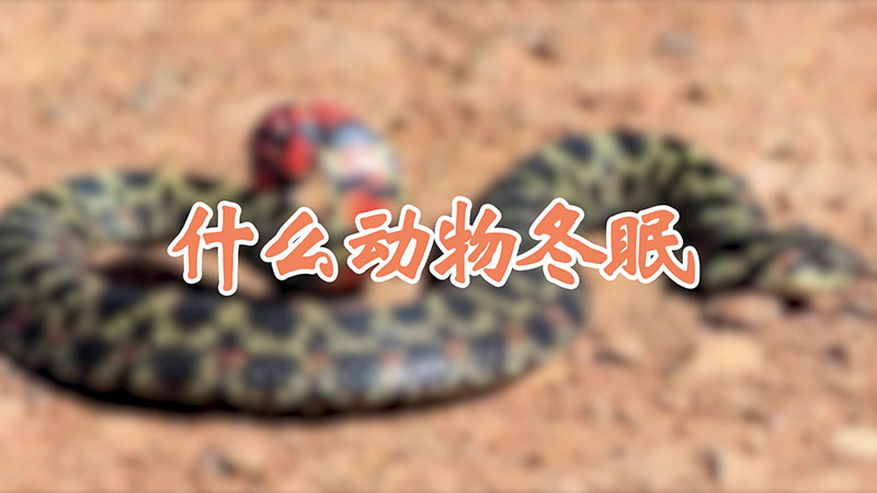 什么动物冬眠