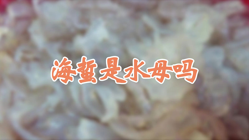 海蜇是水母吗
