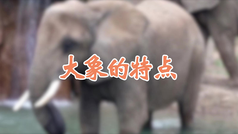 大象的特点