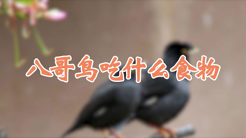 八哥鸟吃什么食物