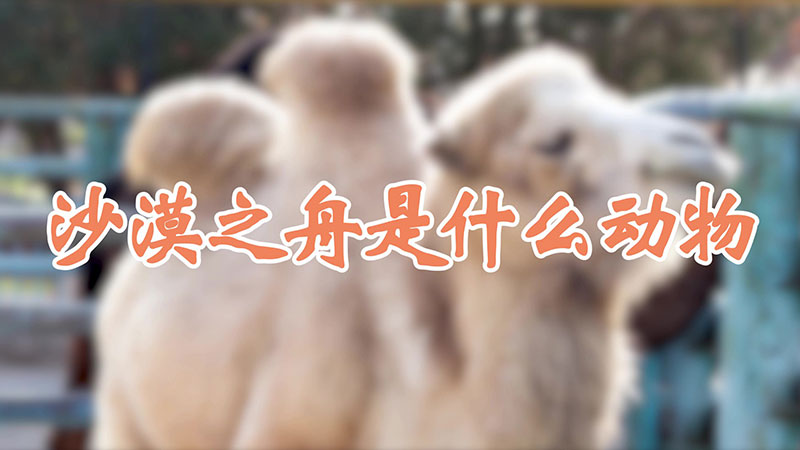 沙漠之舟是什么动物
