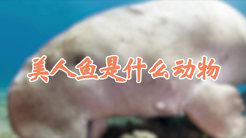 美人鱼是什么动物