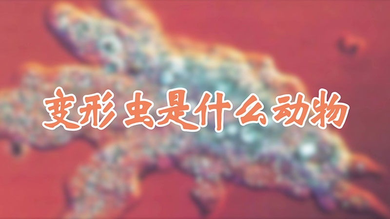 变形虫是什么动物