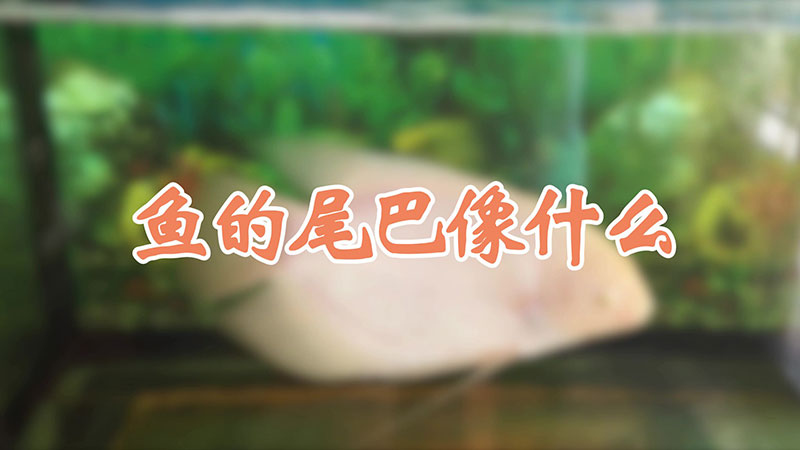 鱼的尾巴像什么