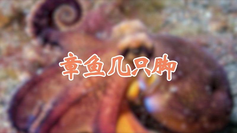 章鱼几只脚