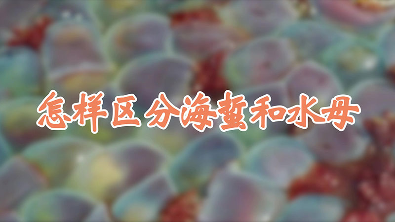 怎样区分海蜇和水母