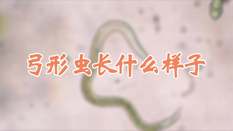 弓形虫长什么样子