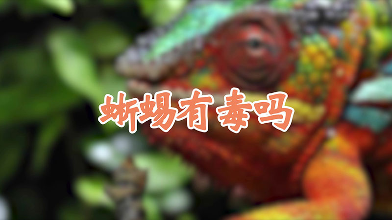蜥蜴有毒吗