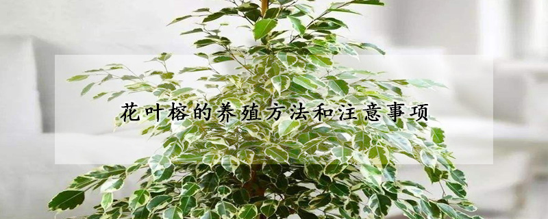 花叶榕的养殖方法和注意事项