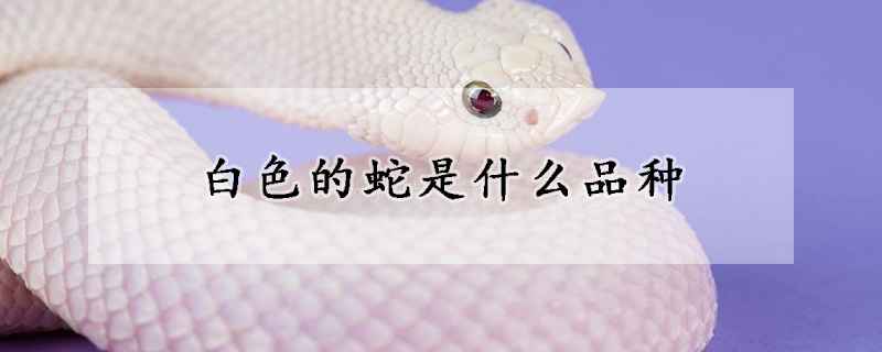 白色的蛇是什么品种