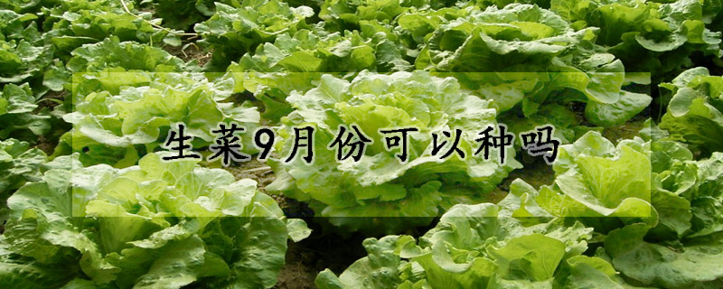 生菜9月份可以种吗