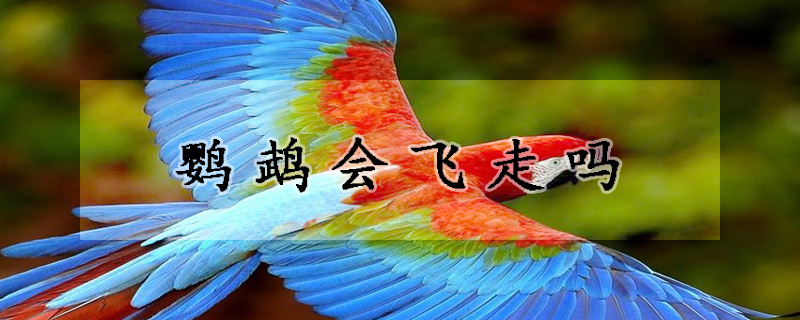 鹦鹉会飞走吗