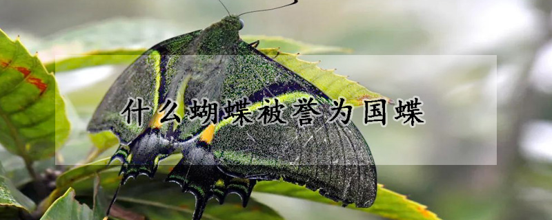 什么蝴蝶被誉为国蝶