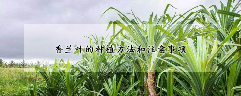 香兰叶的种植方法和注意事项