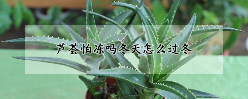 芦荟怕冻吗冬天怎么过冬