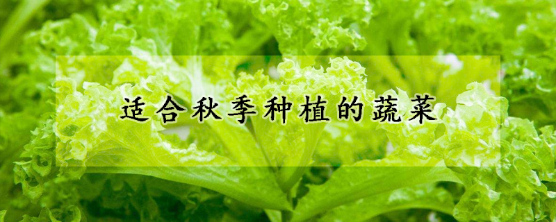 适合秋季种植的蔬菜