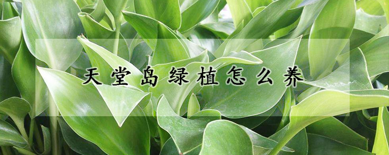 天堂岛绿植怎么养