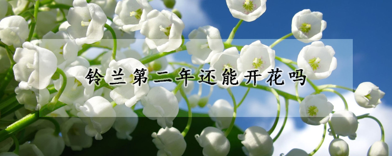 铃兰第二年还能开花吗
