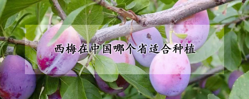 西梅在中国哪个省适合种植
