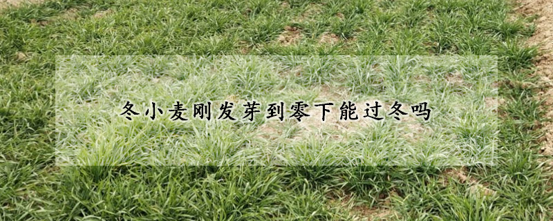冬小麦刚发芽到零下能过冬吗