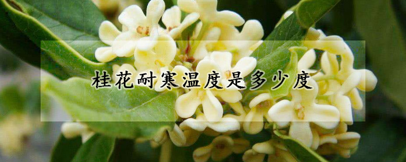 桂花耐寒温度是多少度