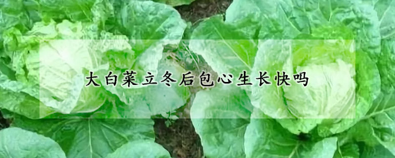 大白菜立冬后包心生长快吗