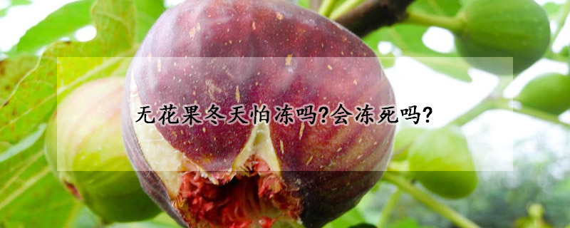 无花果冬天怕冻吗?会冻死吗?