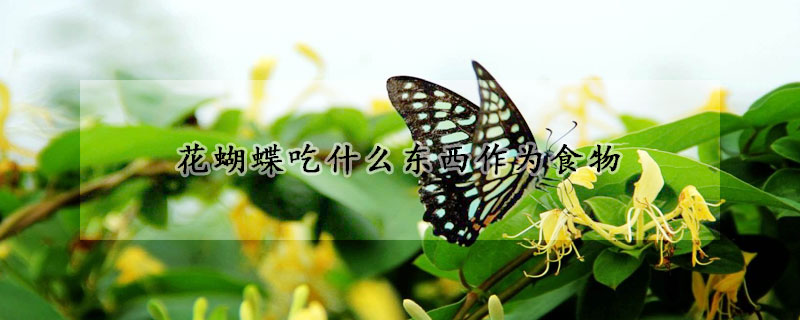 花蝴蝶吃什么东西作为食物