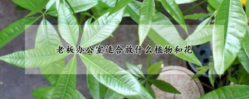 老板办公室适合放什么植物和花