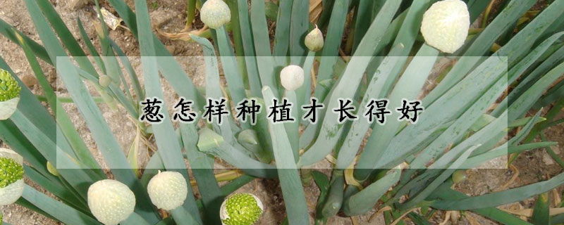 葱怎样种植才长得好