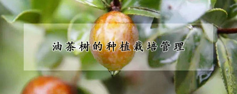 油茶树的种植栽培管理