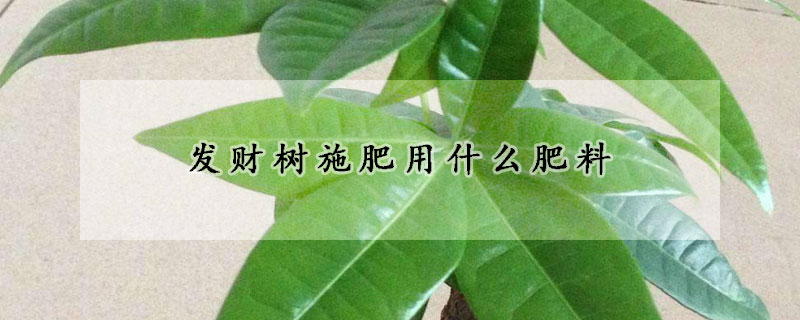 发财树施肥用什么肥料