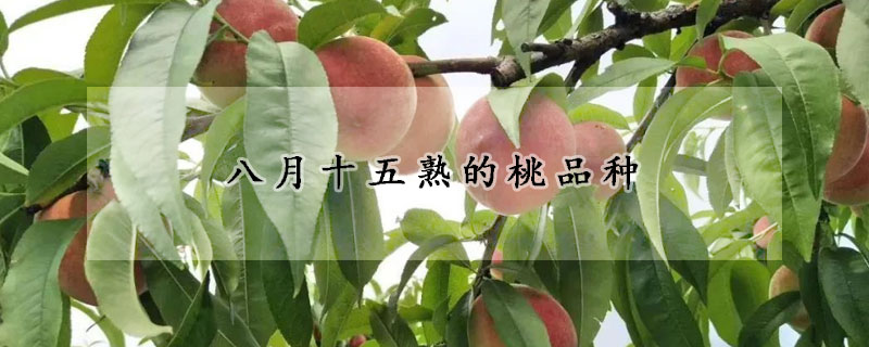 八月十五熟的桃品种