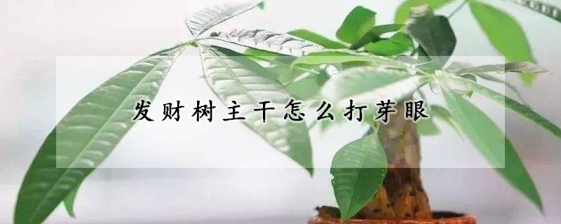 发财树主干怎么打芽眼