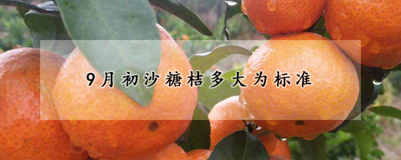 9月初沙糖桔多大为标准