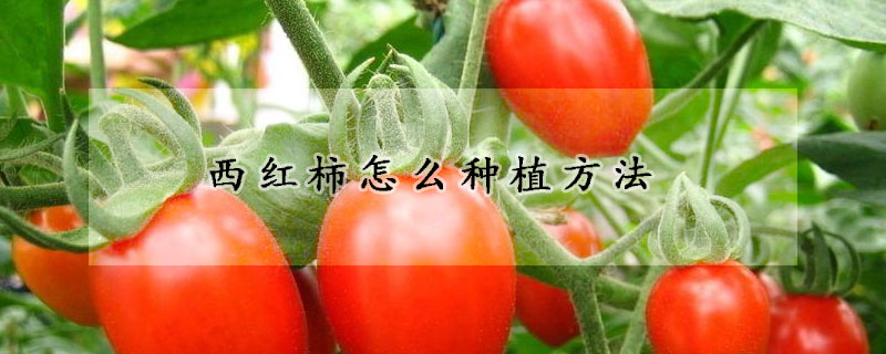 西红柿怎么种植方法