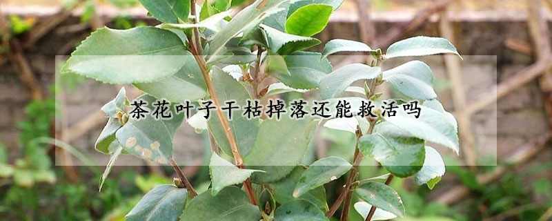 茶花叶子干枯掉落还能救活吗