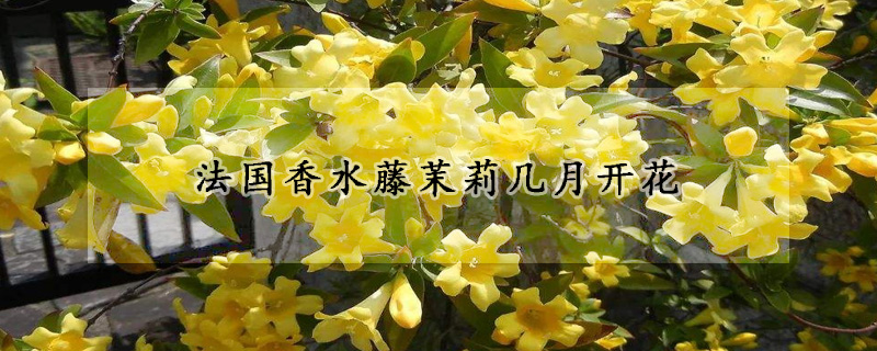 法国香水藤茉莉几月开花