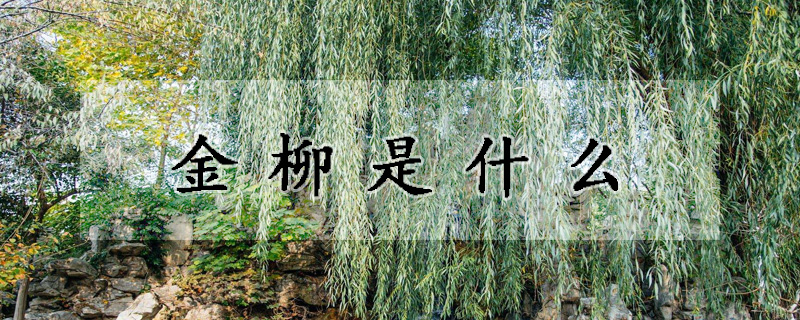 金柳是什么