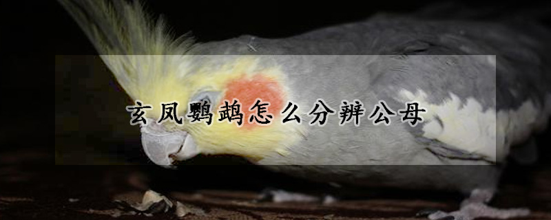 玄凤鹦鹉怎么分辨公母