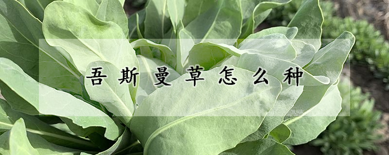 吾斯曼草怎么种