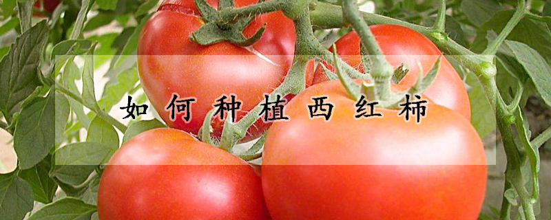如何种植西红柿