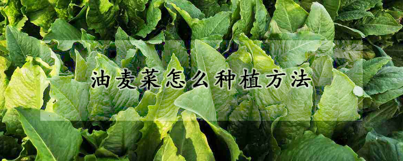 油麦菜怎么种植方法