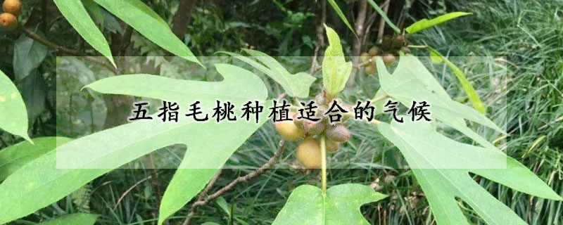 五指毛桃种植适合的气候