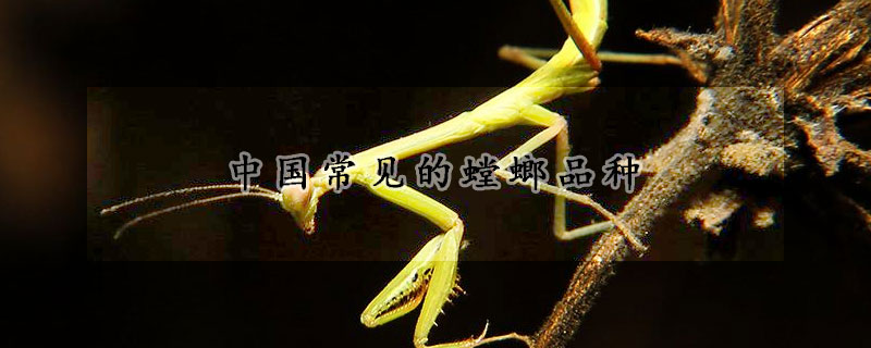 中国常见的螳螂品种
