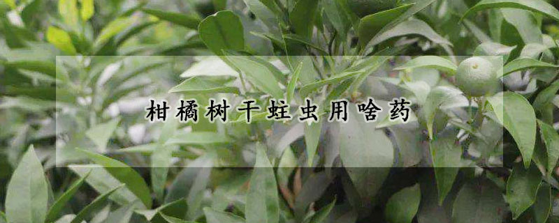 柑橘树干蛀虫用啥药