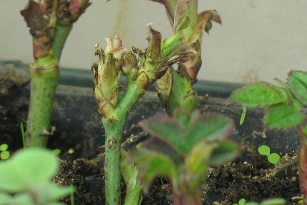 自制生根剂的8种方法 自制生根粉的几种实用方法