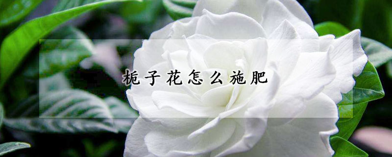 栀子花怎么施肥