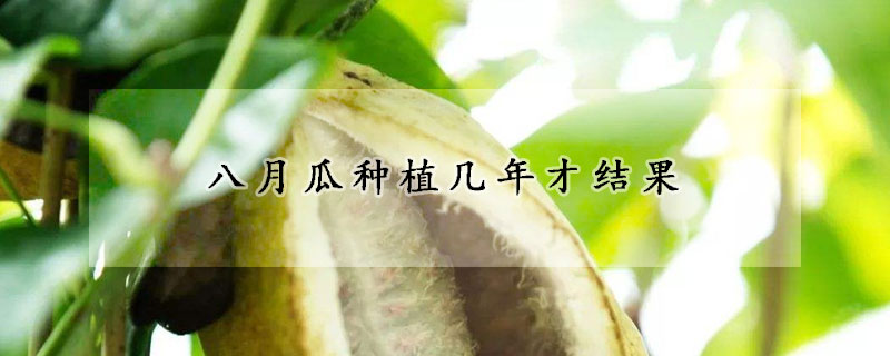 八月瓜种植几年才结果