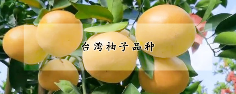 台湾柚子品种